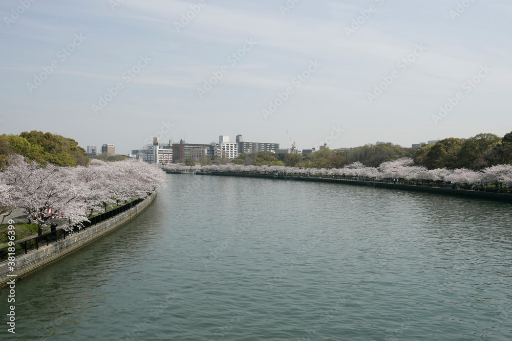 大川沿いの桜