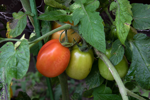 Canvas-taulu NIEDERLANGE, GERMANY - Sep 13, 2020: last summer days in the garden in germany