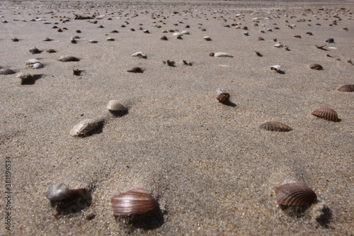 Sandy beach covered with many small shells. Seen up close.