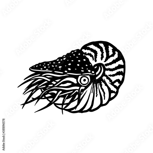 Nautilus marine mollusc sketch style. Sea animal vector vintage illustration