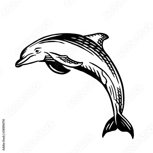 Dolphin sketch style. Sea animal vector vintage illustration