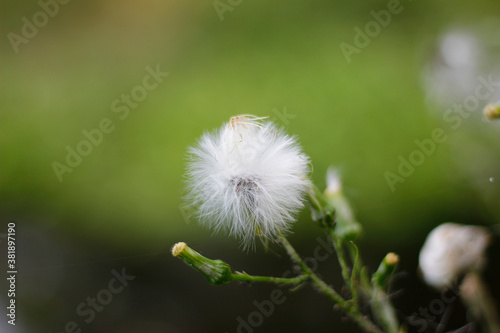 Wonderful white dandelion in nature