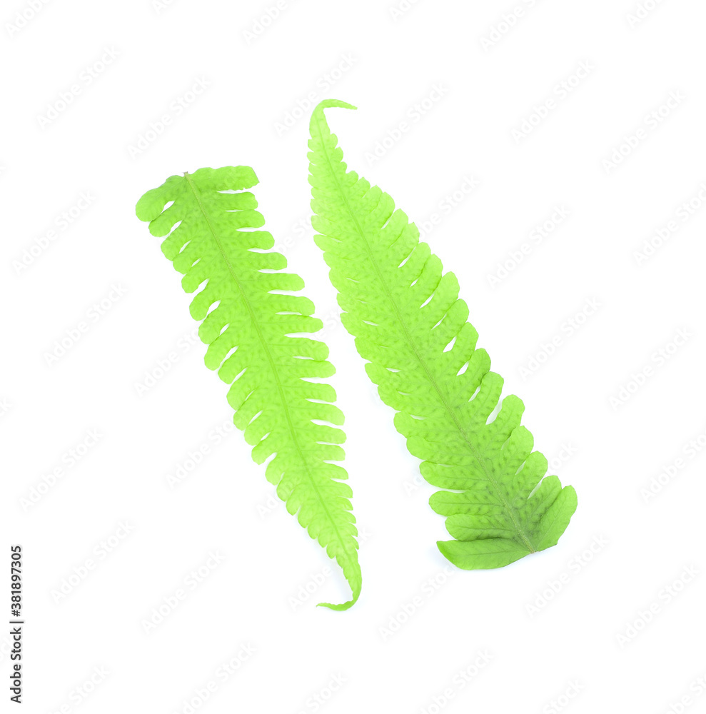 Fototapeta premium Diplazium esculentum, the vegetable fern on white background.