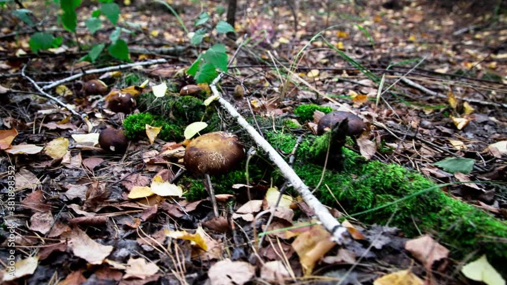 Mushrooms grow near green moss. Boletus badius. Mushroom picking season Mushrooms grow near green moss. Boletus badius. Mushroom picking season