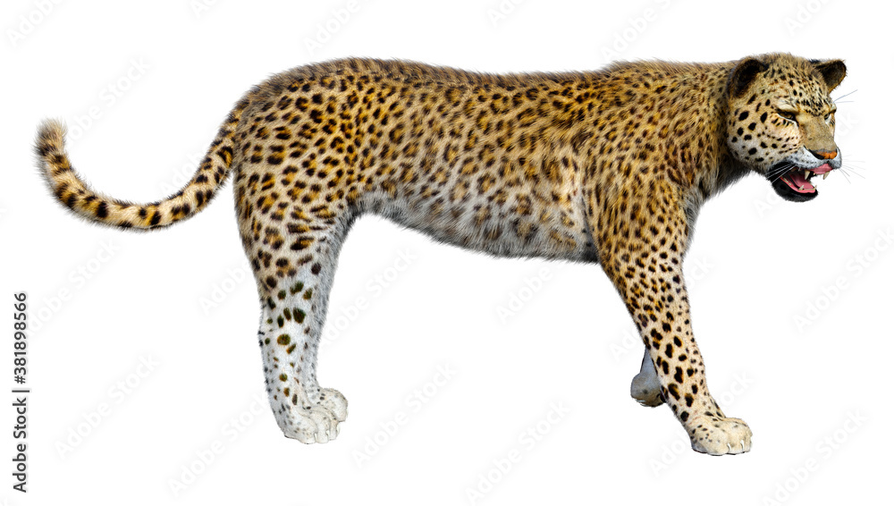 Fototapeta premium 3D Rendering Big Cat Leopard on White