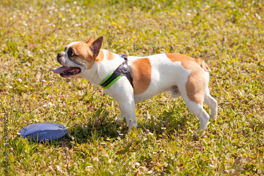 French bulldog che si allena con il frisbee al parco.