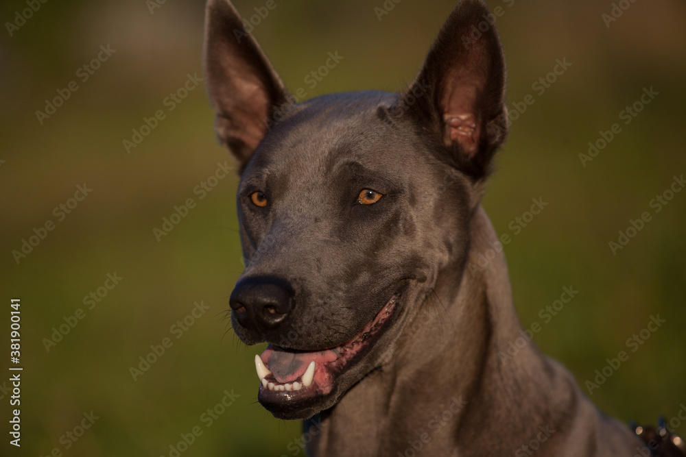 Dog of breed Thai Ridgeback gray color, male