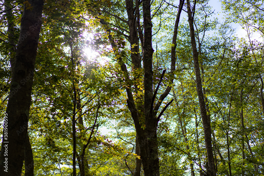 Obraz premium trees in the forest