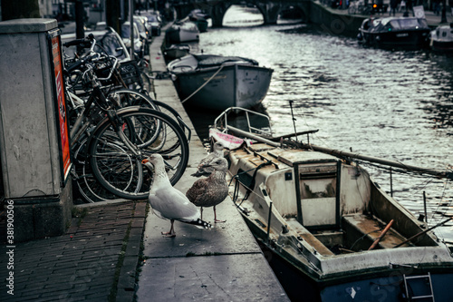 Seagulls on the Amsterdam canal