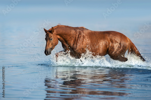 Red beautiful stallion run gallop in water with splash
