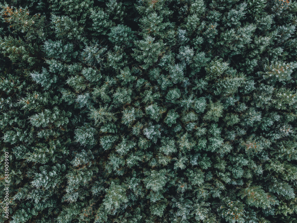 Pine Trees Seen From the Air in a Dense Forest