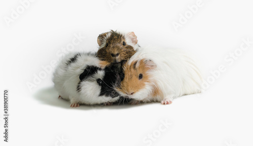 three motley guinea pigs on a white background