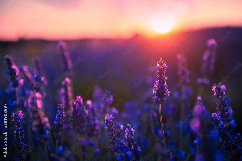 Fototapeta Kwiaty lawendy o zachodzie słońca w Prowansji, Francja. Obraz makro, mała głębia ostrości. Piękne lato natura tło