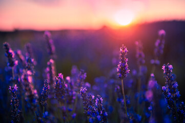 Lavender flowers at sunset in Provence, France. Macro image, shallow depth of field. Beautiful summer nature background