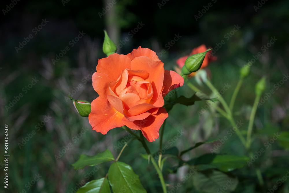 Rose lachsfarben apricot Rose lachsfarben apricot