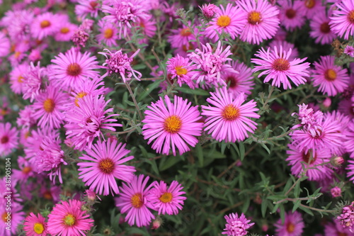 Pink Aster grows in an autumn flower bed in the park.