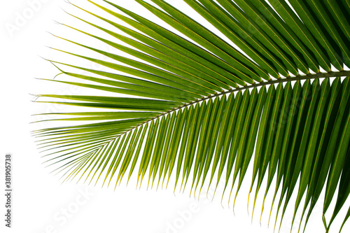 tropical coconut palm leaf isolated on white background