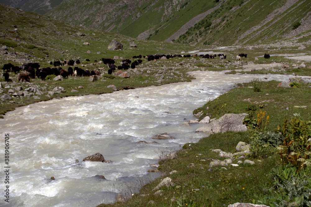 Alpine meadow surrounded by mountains. Cows graze in an alpine meadow near the river. Valley of the Dumala River. Caucasus, Russia. Alpine meadow surrounded by mountains. Cows graze in an alpine meadow near the river. Valley of the Dumala River. Caucasus, Russia.