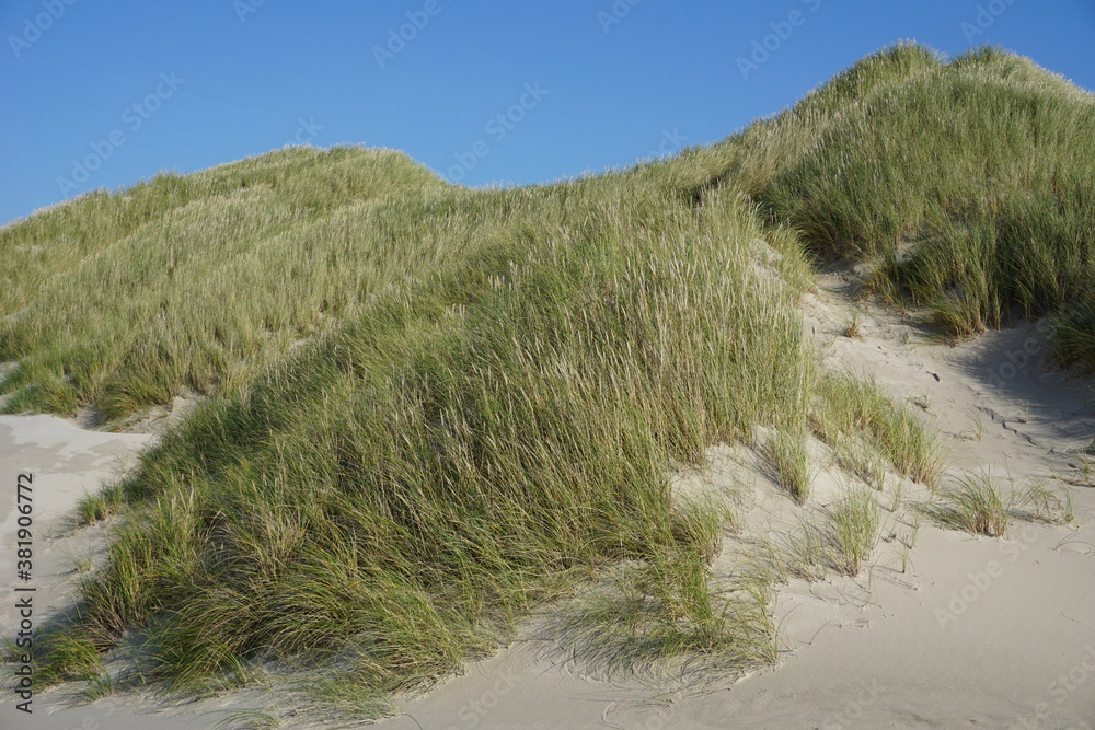 Dünen am Strand mit Strandhafer bewachsen