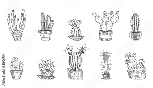 selection of cacti on a white background. Doodle