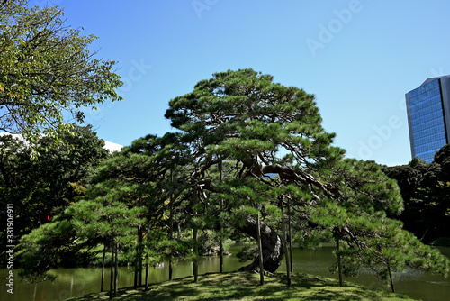 一つ松