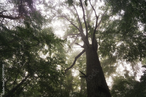 June dawn, foggy morning in the forest, view up on oak
