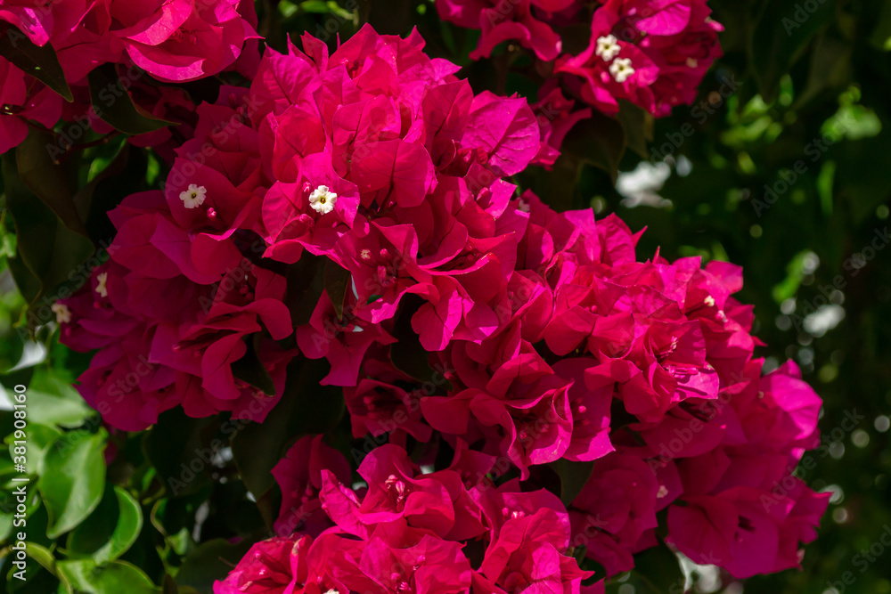 Close up of bright pink bougainvillea flower on a sunny day. Horizontal stock image. Close up of bright pink bougainvillea flower on a sunny day. Horizontal stock image.