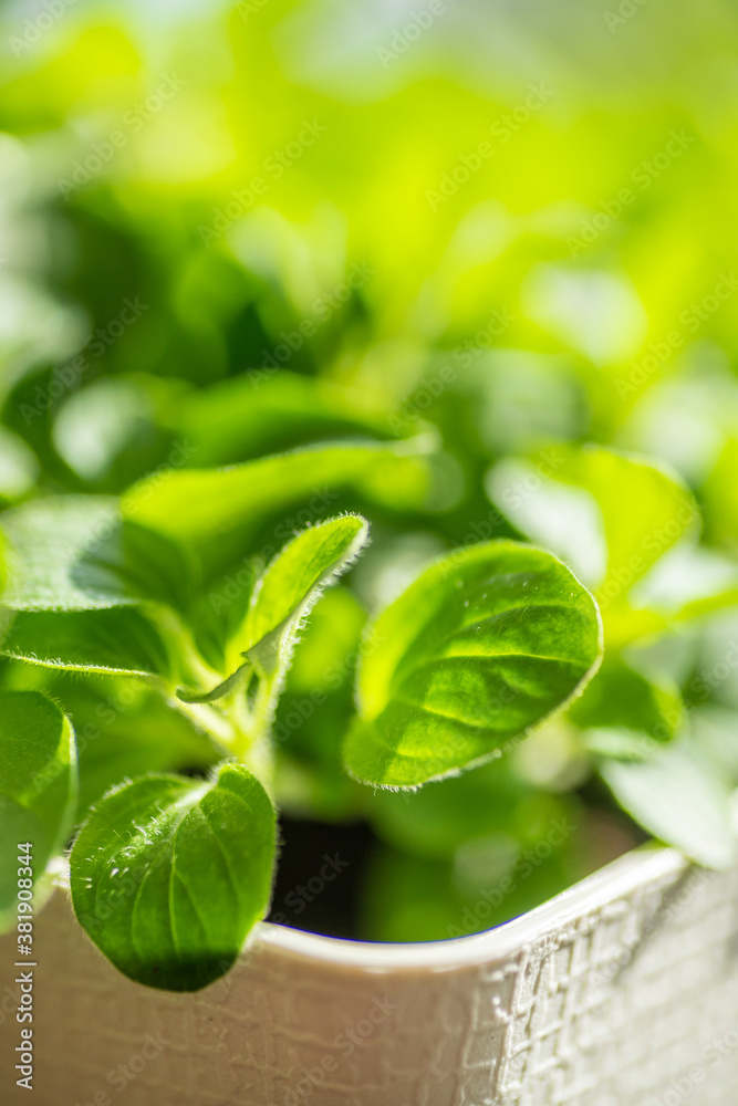 Obraz premium Fresh young leaves of microgreen. Microgreen sprouts close-up.