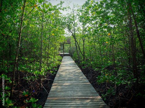 Mangrove forest