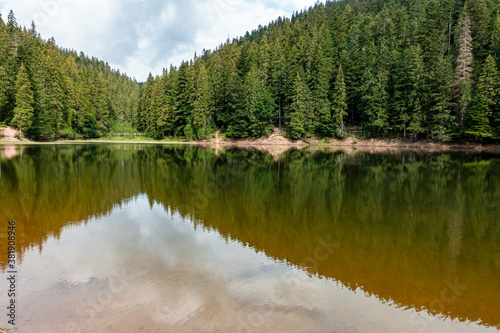 Beautiful Landscape. Sky And Pine Forest are Reflected in the Water of Lake Synevyr Sunny Day
