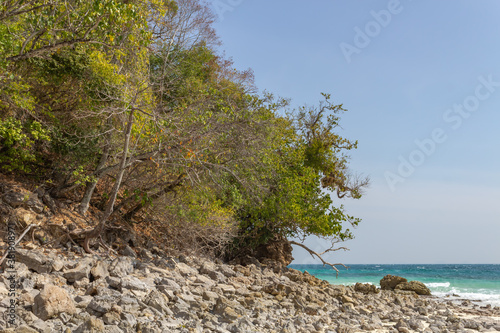 Trees grow from rocky soil, the sea can be seen against the background