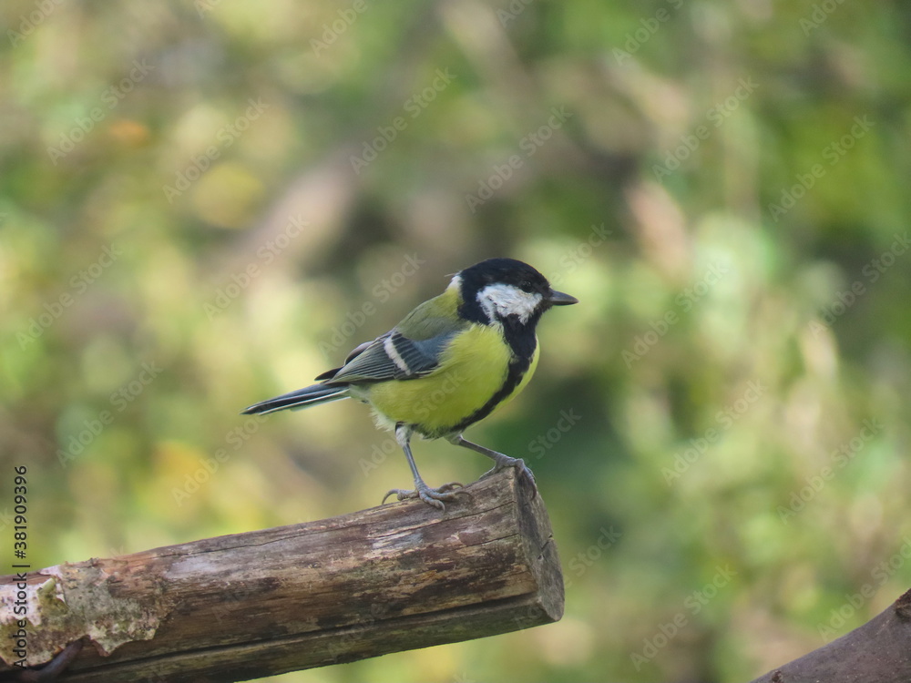 Obraz premium Great tit (Parus major) standing on a piece of wood. Colorful common bird standing on a piece of wood.