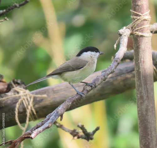 Marsh tit (Poecile palustris) perching on a beautiful tree branch. Beautiful marsh tit perching.