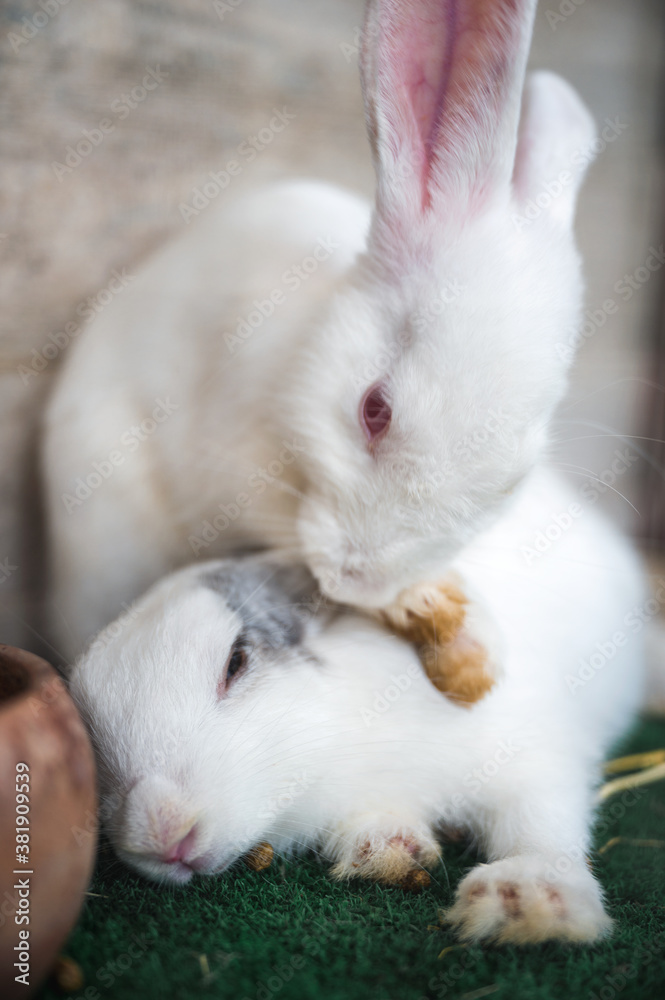 Two white rabbit playful hugging in stall Two white rabbit playful hugging in stall