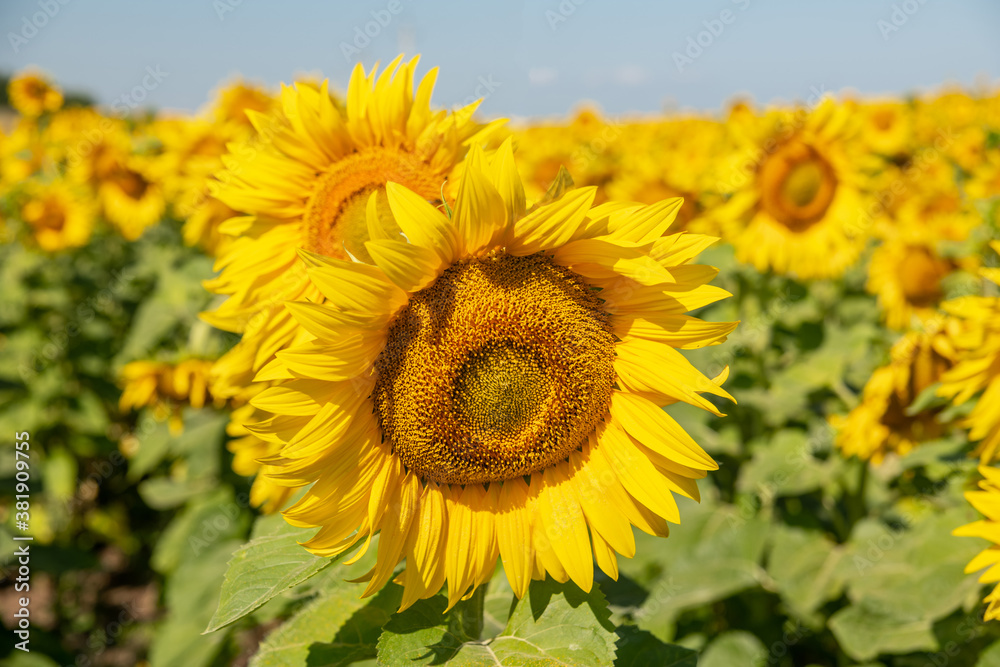 Beautiful sunflowers. A field with sunflowers. Beautiful sunflowers. A field with sunflowers.
