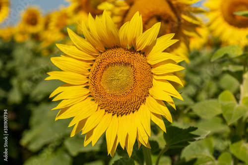 Fototapeta Naklejka Na Ścianę i Meble -  Beautiful sunflowers. A field with sunflowers.