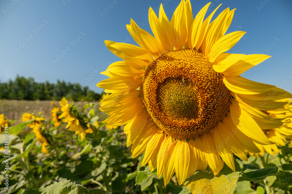 Beautiful sunflowers. A field with sunflowers.