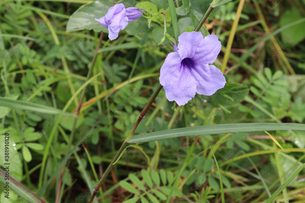 Waterkanon purple flowers blooming with copy space on green leaves closeup in the garden. Waterkanon purple flowers blooming with copy space on green leaves closeup in the garden.