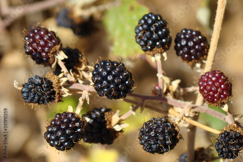 Elmleaf Blackberry (Rubus ulmifolius) photo