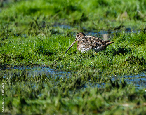 Photography Wilson's Snipe Foraging on Grassy Pond in Fall