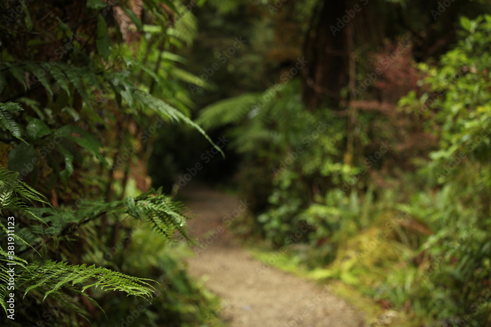 hiking path through the fern woods hiking path through the fern woods