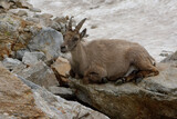 Female Alpine Ibex (Capra ibex) in French Alps (France)