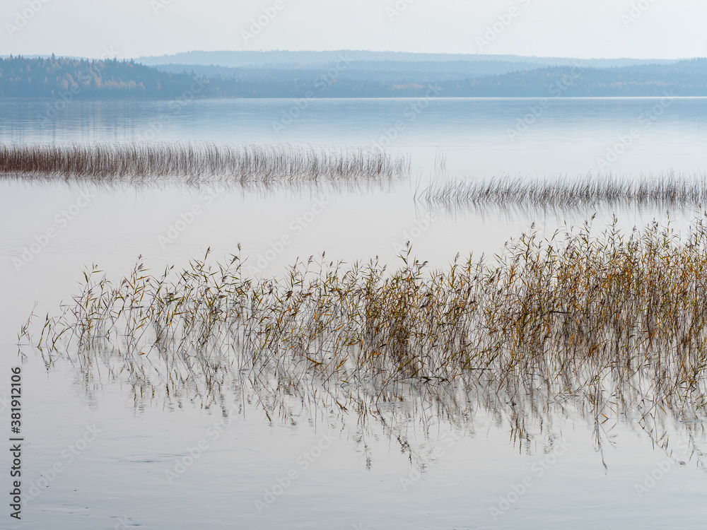Reed in a lake with smooth water in the morning at sunrise in fog Reed in a lake with smooth water in the morning at sunrise in fog