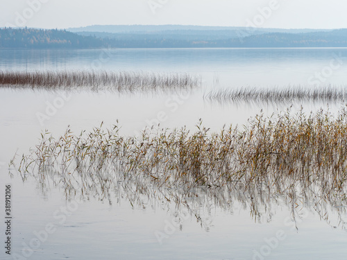 Reed in a lake with smooth water in the morning at sunrise in fog