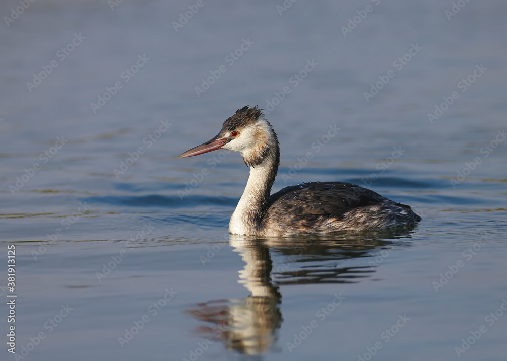 Portrait of a Great crested grebe in winter plumage. The bird swims in the water in the rays of the soft morning sun Portrait of a Great crested grebe in winter plumage. The bird swims in the water in the rays of the soft morning sun