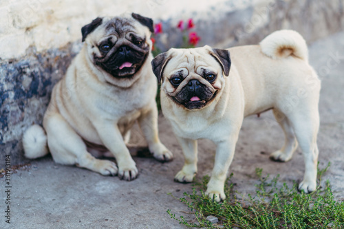 Pugs. Dogs ask for food from the owner.