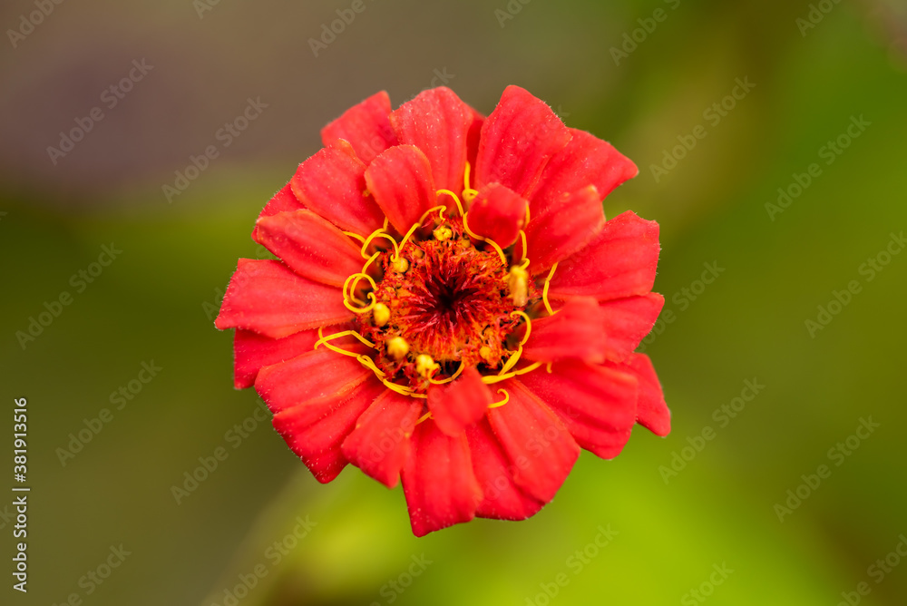 Bright orange elegant zinnia flowers in the garden. Bright orange elegant zinnia flowers in the garden.