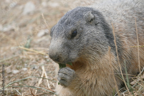 Marmotte en train de manger