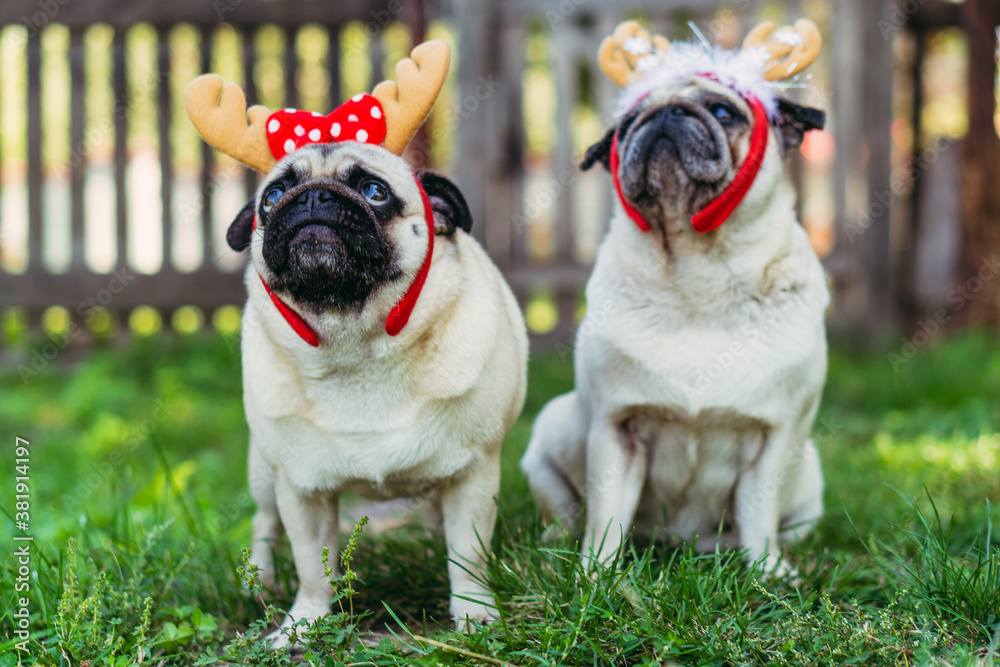 Pug. Two pugs in headdresses in the form of deer horns.