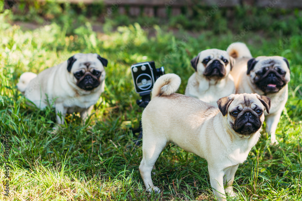 Obraz premium Retro camera. The dogs look at the retro camera. Dog breed Pugs